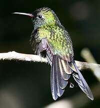 Émeraude d'Hispaniola