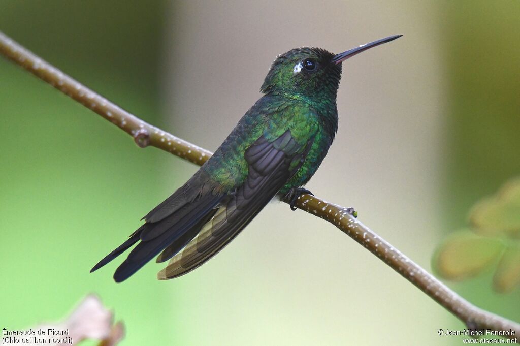 Cuban Emerald