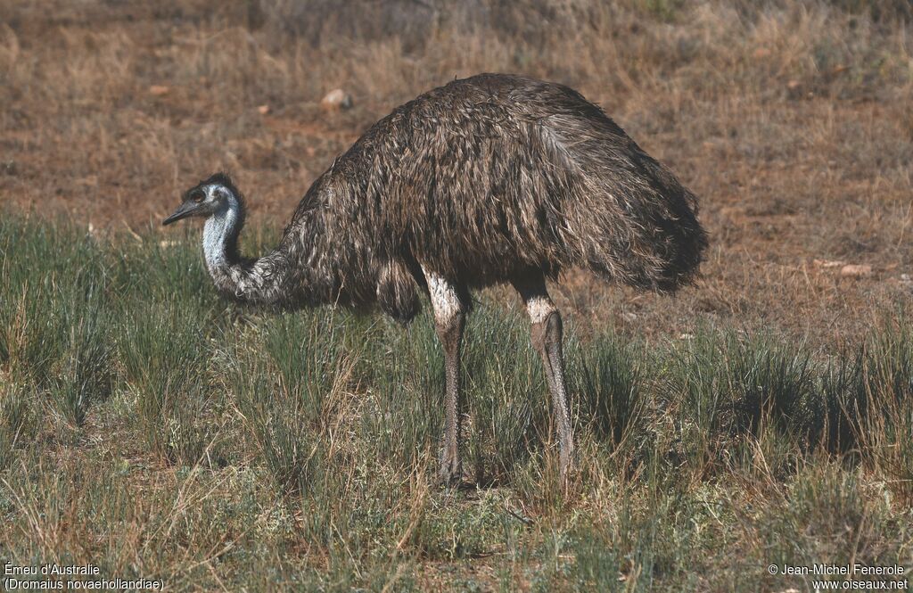 Emu