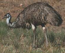 Emu