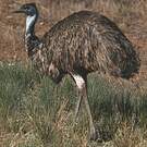 Émeu d'Australie