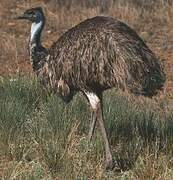 Emu