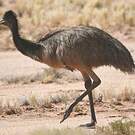 Émeu d'Australie
