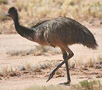 Emu