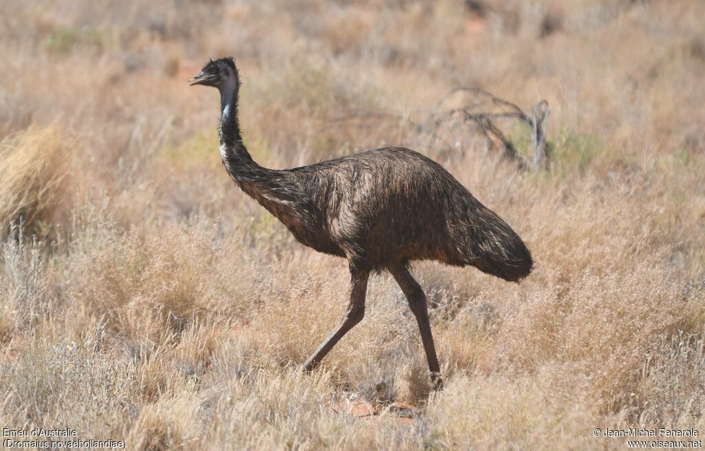 Émeu d'Australie