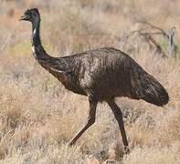 Emu