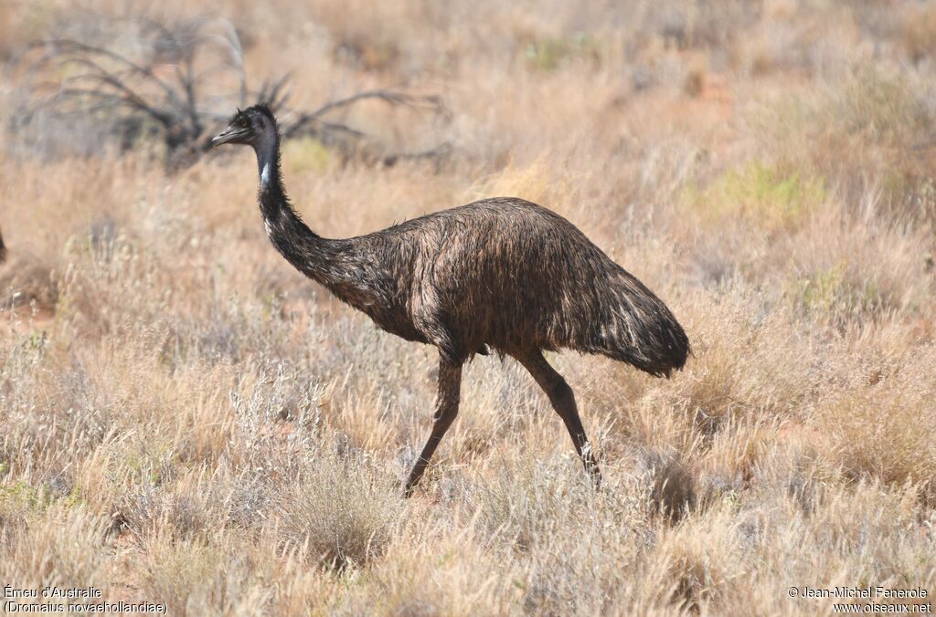 Emu