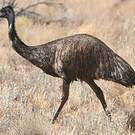 Émeu d'Australie