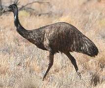 Emu