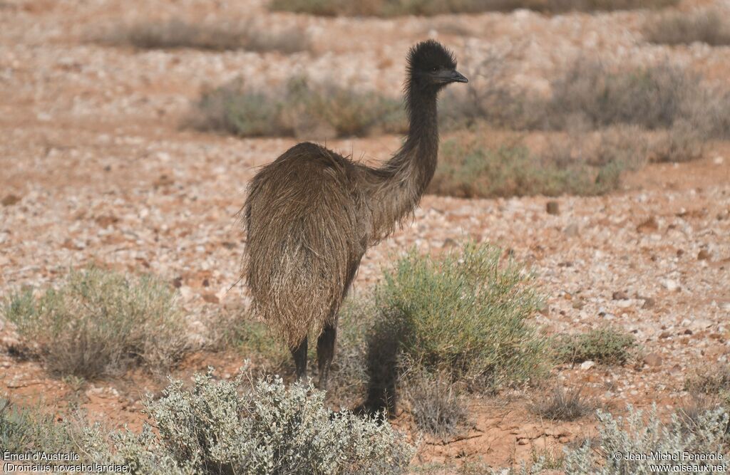 Émeu d'Australiejuvénile