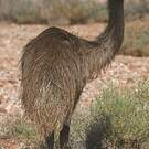 Émeu d'Australie