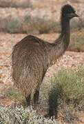 Emu