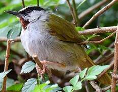 Grey-capped Warbler