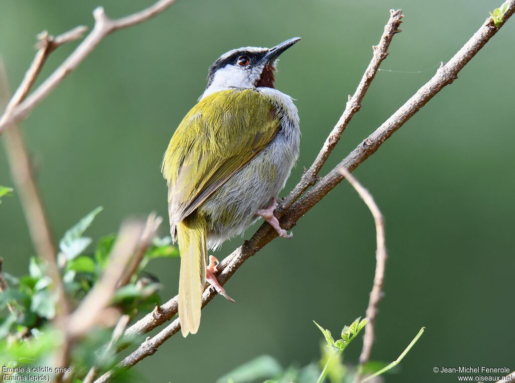 Grey-capped Warbler