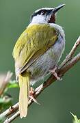 Grey-capped Warbler