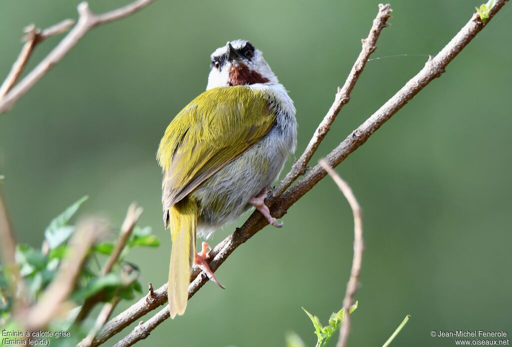 Grey-capped Warbler