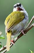 Grey-capped Warbler