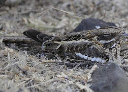 Slender-tailed Nightjar