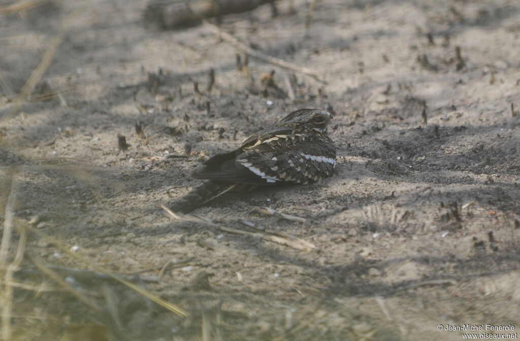 Square-tailed Nightjar