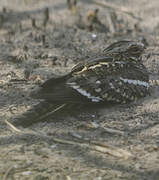 Square-tailed Nightjar