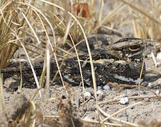 Square-tailed Nightjar