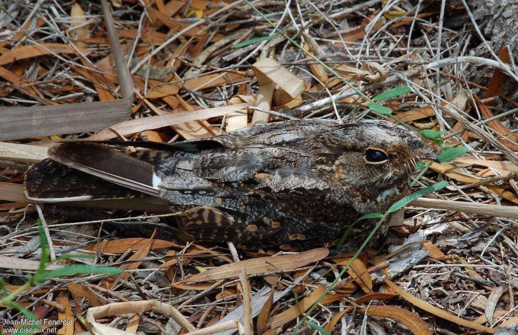 Madagascar Nightjar male adult, camouflage, pigmentation