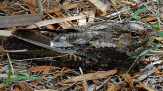 Madagascan Nightjar