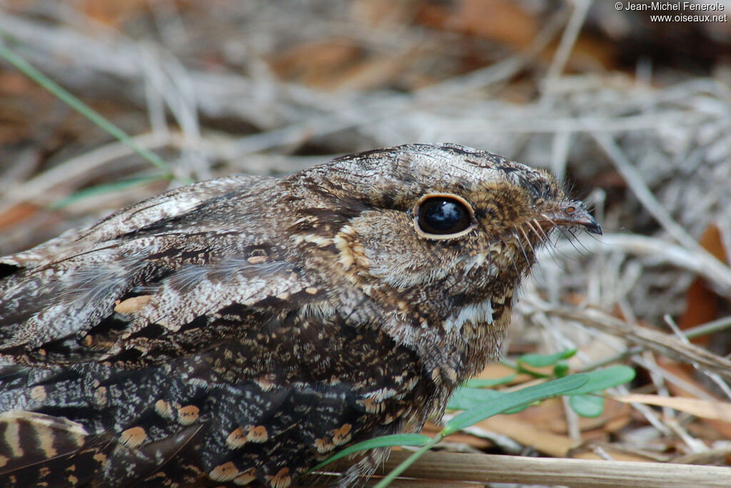 Madagascar Nightjar