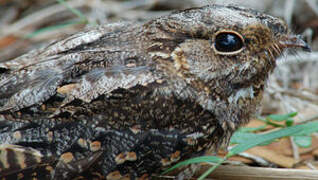 Madagascar Nightjar