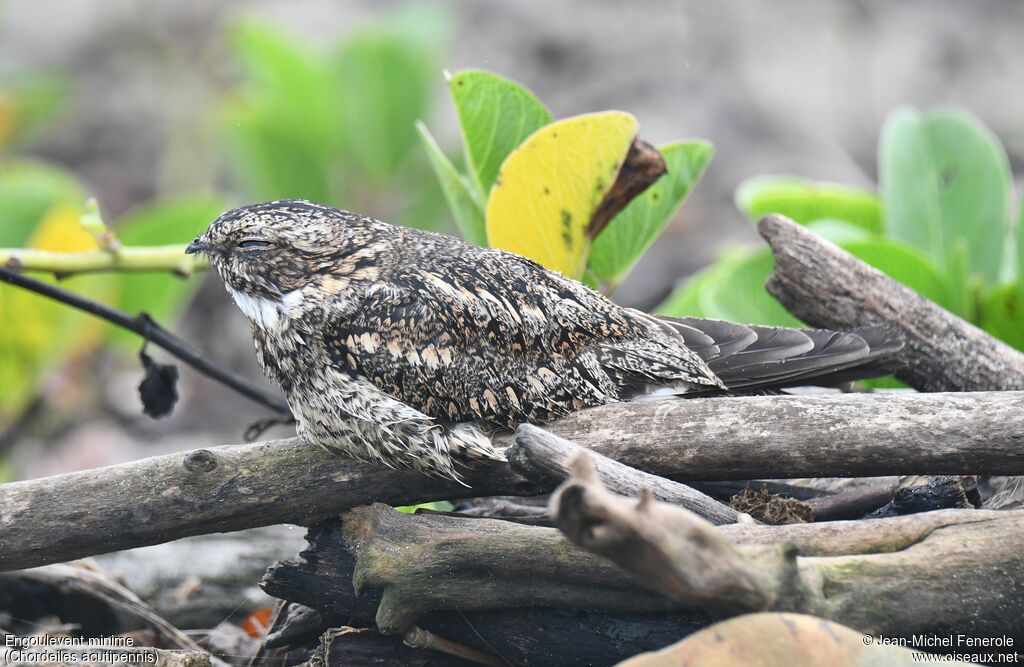 Lesser Nighthawk