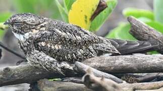 Lesser Nighthawk