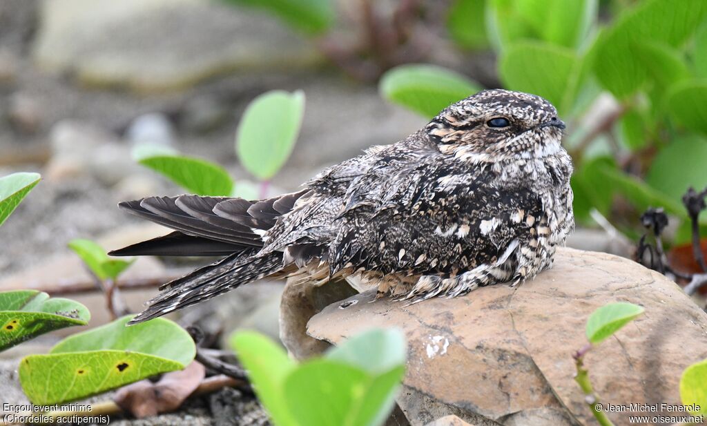 Lesser Nighthawk