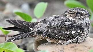 Lesser Nighthawk