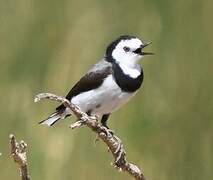 White-fronted Chat