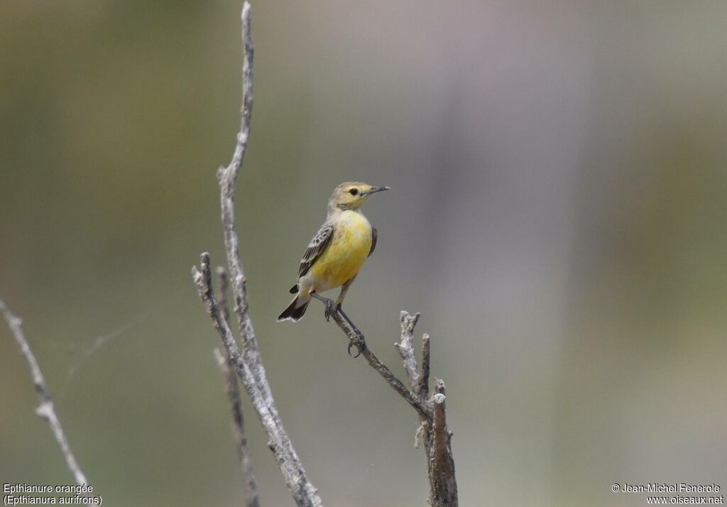 Orange Chat female