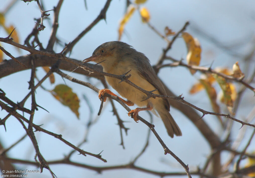 Burnt-necked Eremomelaadult, identification