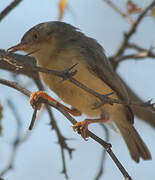 Burnt-necked Eremomela