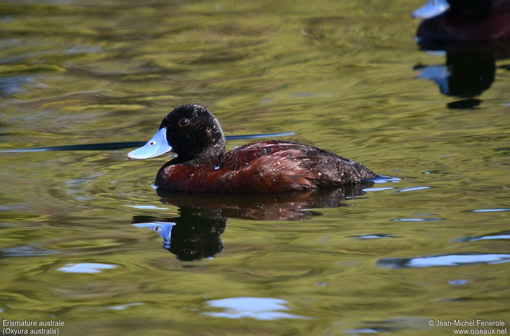 Blue-billed Duck