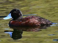 Blue-billed Duck