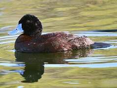 Blue-billed Duck