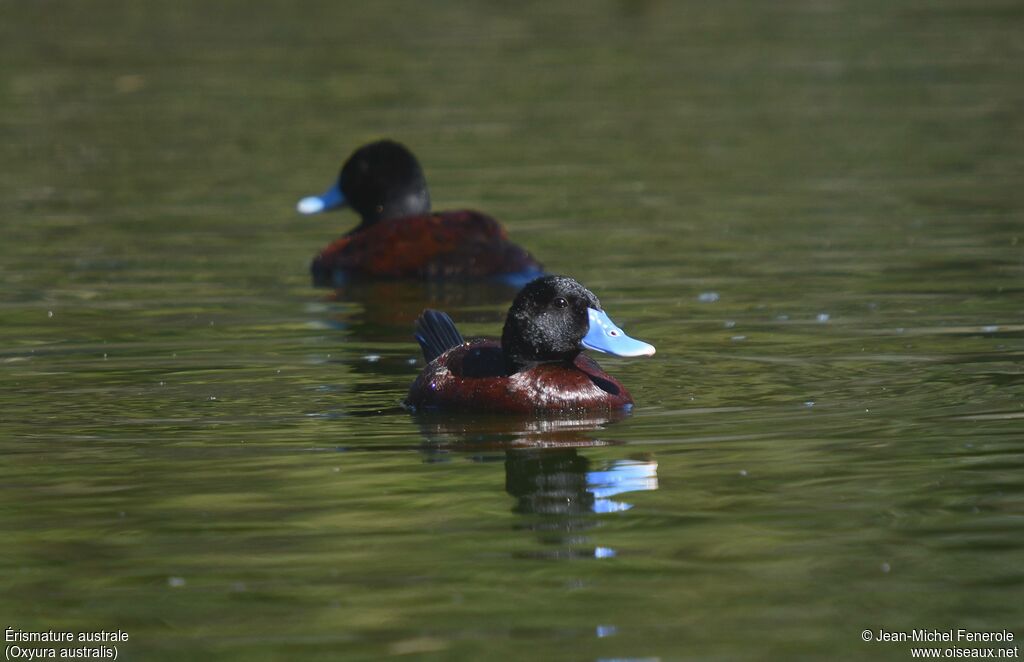 Blue-billed Duck