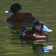 Blue-billed Duck