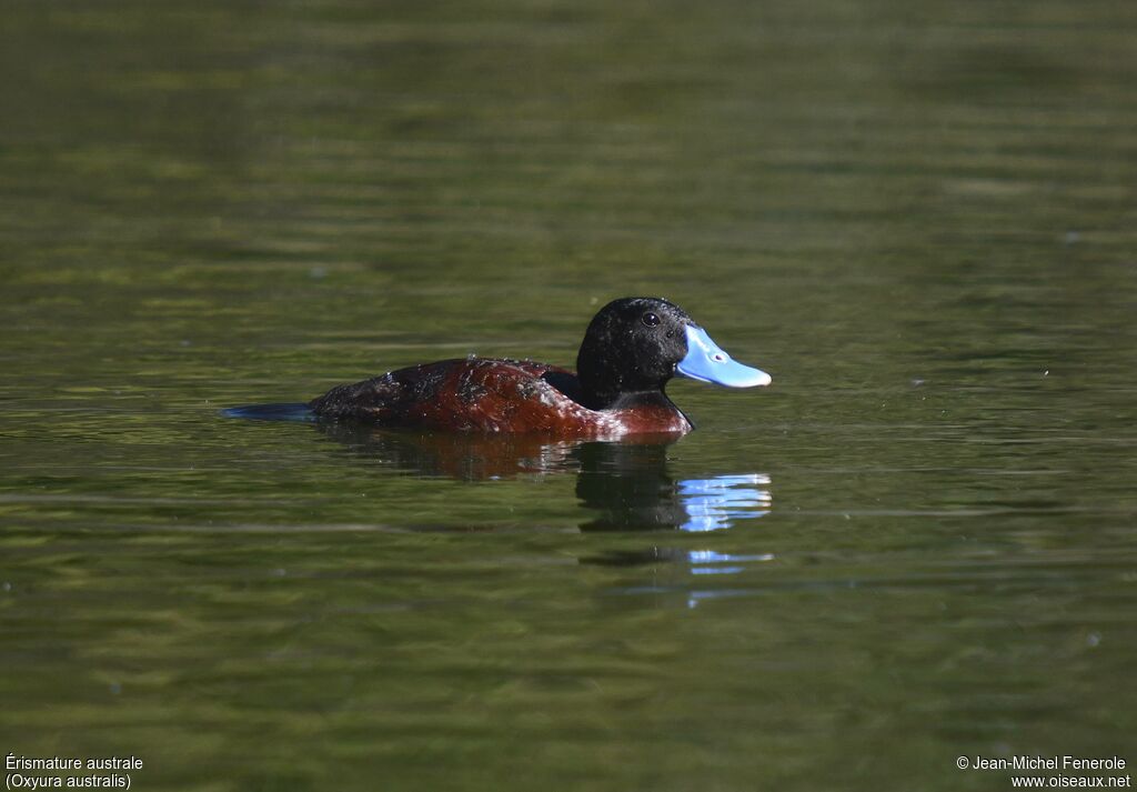 Blue-billed Duck