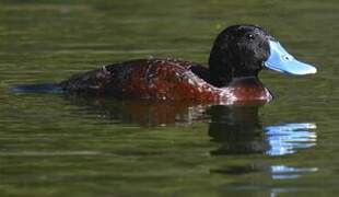 Blue-billed Duck