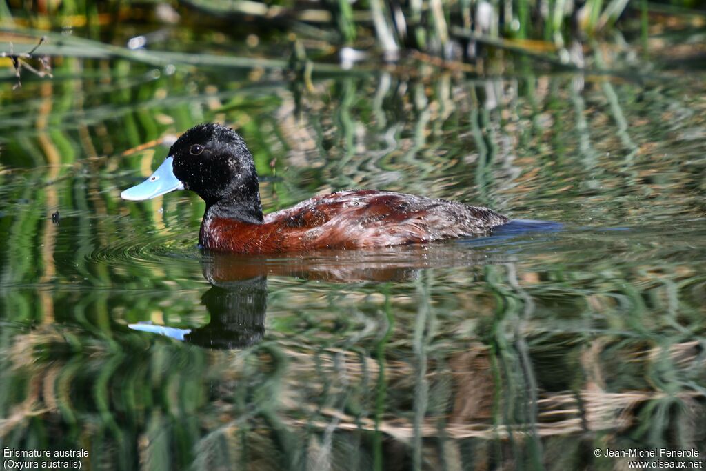 Blue-billed Duck