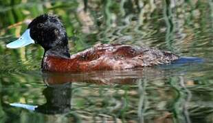 Blue-billed Duck