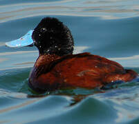 Andean Duck