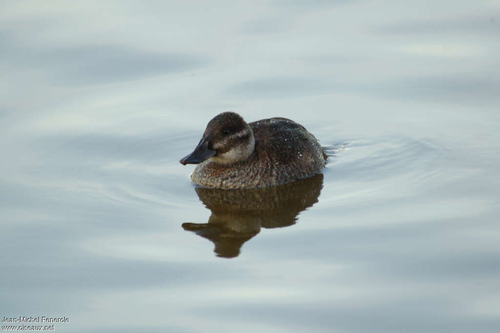 Lake Duck female adult