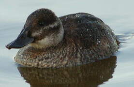 Lake Duck