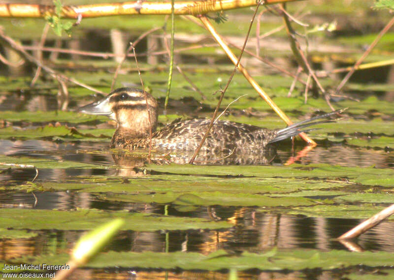Masked Duck female adult